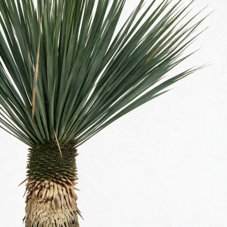 Yucca - Yucca rostrata 80/100cm Pot 45L