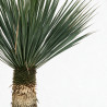 Yucca - Yucca rostrata 80/100cm Pot 45L
