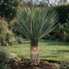 Yucca - Yucca rostrata 80/100cm Pot 45L