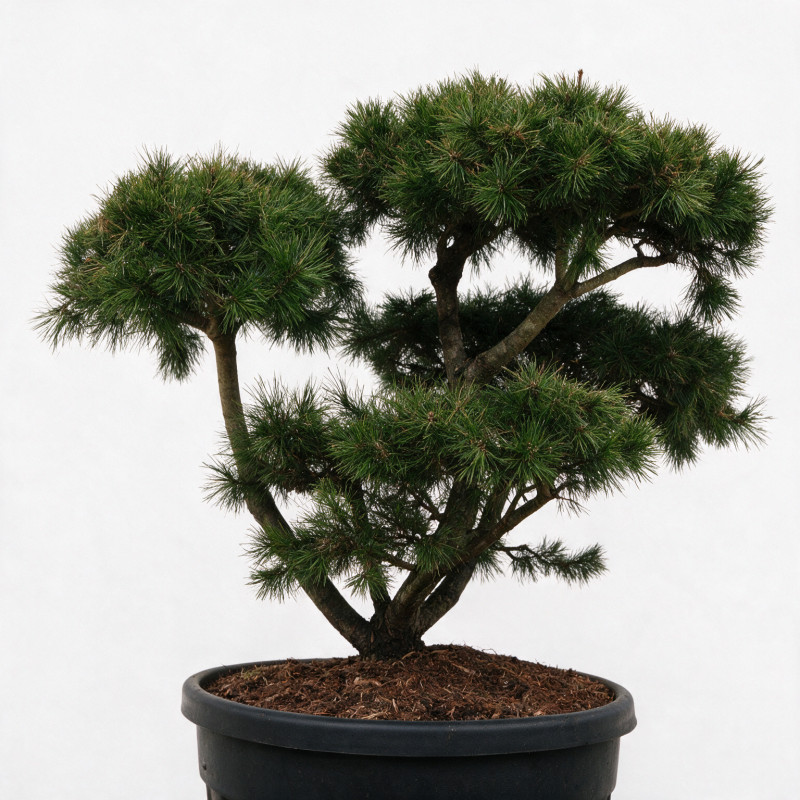 Pin Weymouth Contorta - Pinus strobus Contorta Bonsaï 80/100cm Pot 180L