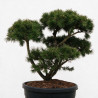 Pin Weymouth Contorta - Pinus strobus Contorta Bonsaï 80/100cm Pot 180L