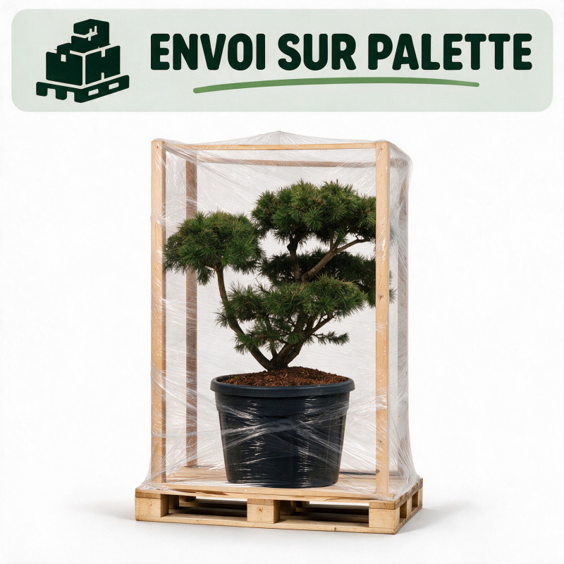 Pin Weymouth Contorta - Pinus strobus Contorta Bonsaï 80/100cm Pot 180L