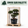 Pin Weymouth Contorta - Pinus strobus Contorta Bonsaï 80/100cm Pot 180L