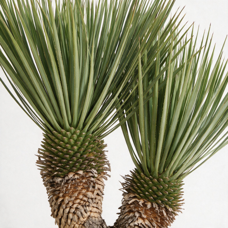 Yucca - Yucca rostrata 2 troncs 70/90cm Pot 45L