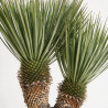 Yucca - Yucca rostrata 2 troncs 70/90cm Pot 45L