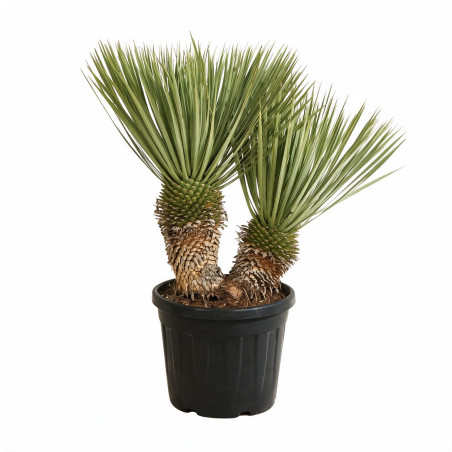 Yucca - Yucca rostrata 2 troncs 70/90cm Pot 45L