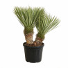 Yucca - Yucca rostrata 2 troncs 70/90cm Pot 45L