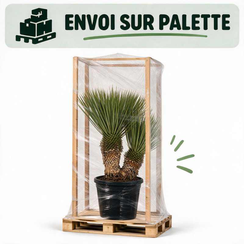 Yucca - Yucca rostrata 2 troncs 70/90cm Pot 45L