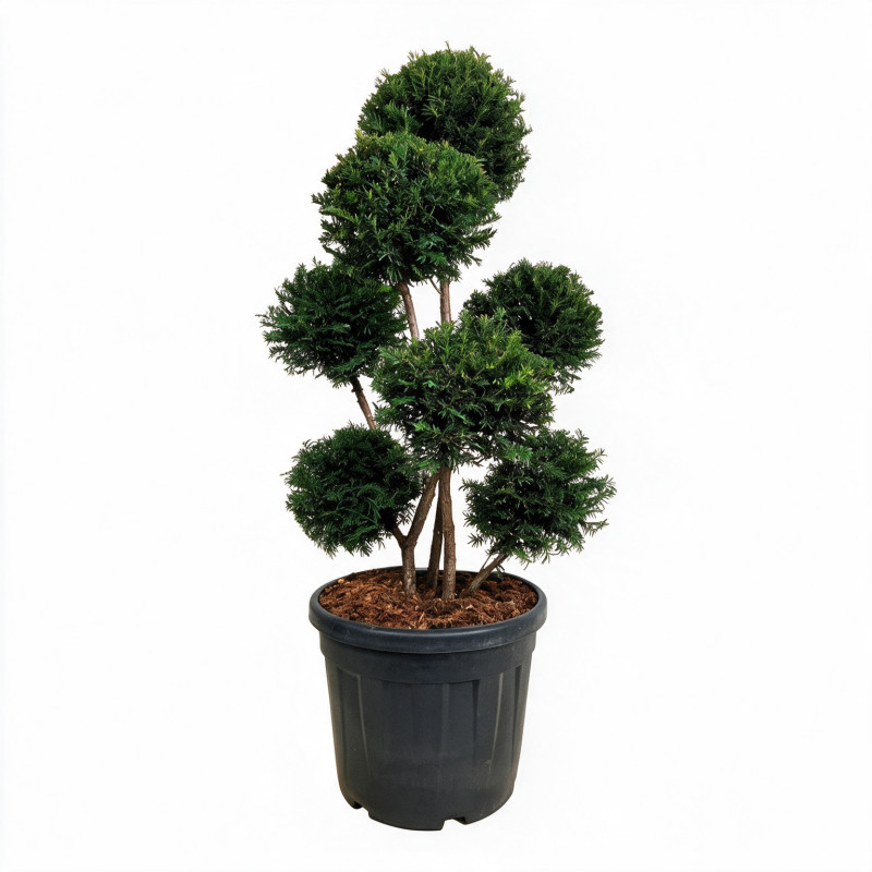 If Höpkens Gigant - Taxus baccata Höpkens Gigant Multiboules 80/100cm Pot 55L - Topiaire à boules