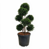 If Höpkens Gigant - Taxus baccata Höpkens Gigant Multiboules 80/100cm Pot 55L - Topiaire à boules
