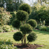 If Höpkens Gigant - Taxus baccata Höpkens Gigant Multiboules 80/100cm Pot 55L - Topiaire à boules