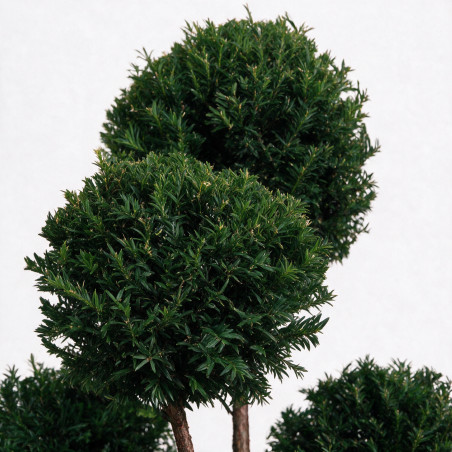 If Höpkens Gigant - Taxus baccata Höpkens Gigant Multiboules 80/100cm Pot 55L - Topiaire à boules