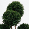 If Höpkens Gigant - Taxus baccata Höpkens Gigant Multiboules 80/100cm Pot 55L - Topiaire à boules