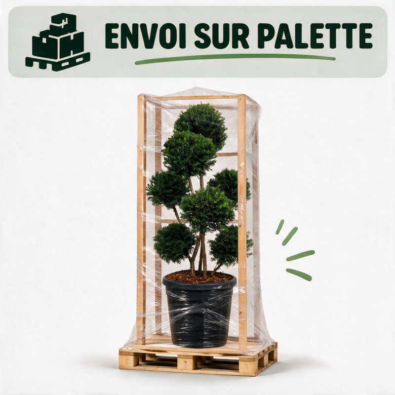 If Höpkens Gigant - Taxus baccata Höpkens Gigant Multiboules 80/100cm Pot 55L - Topiaire à boules