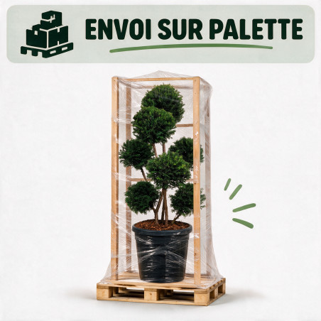 If Höpkens Gigant - Taxus baccata Höpkens Gigant Multiboules 80/100cm Pot 55L - Topiaire à boules