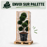 If Höpkens Gigant - Taxus baccata Höpkens Gigant Multiboules 80/100cm Pot 55L - Topiaire à boules