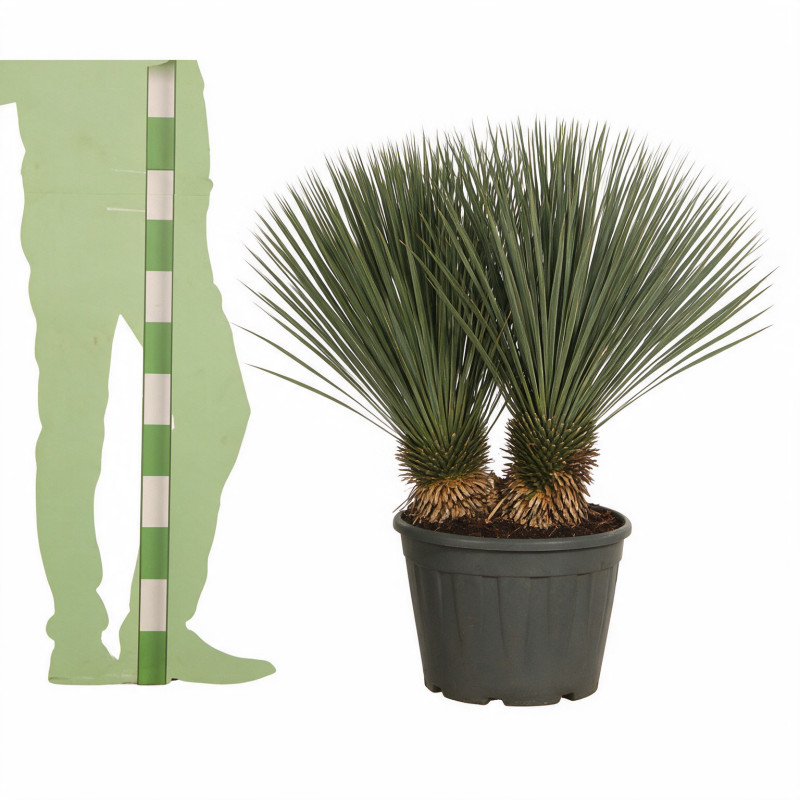Yucca - Yucca rostrata 100/120cm Pot 25L