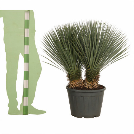 Yucca - Yucca rostrata 100/120cm Pot 25L