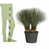 Yucca - Yucca rostrata 100/120cm Pot 25L