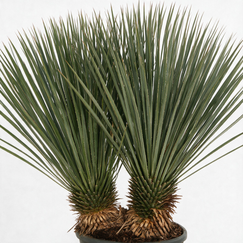 Yucca - Yucca rostrata 100/120cm Pot 25L