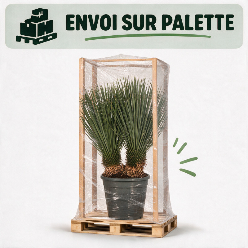 Yucca - Yucca rostrata 100/120cm Pot 25L