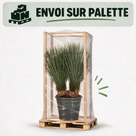 Yucca - Yucca rostrata 100/120cm Pot 25L