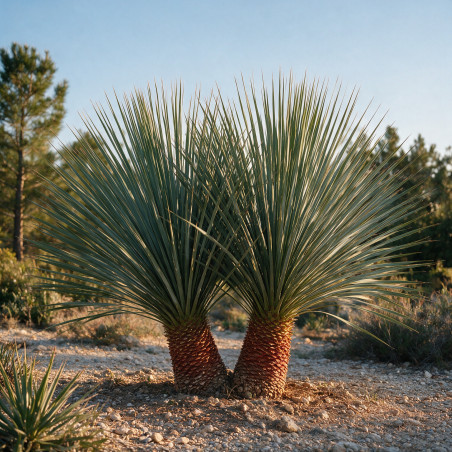 Yucca - Yucca rostrata 100/120cm Pot 25L