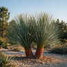 Yucca - Yucca rostrata 100/120cm Pot 25L