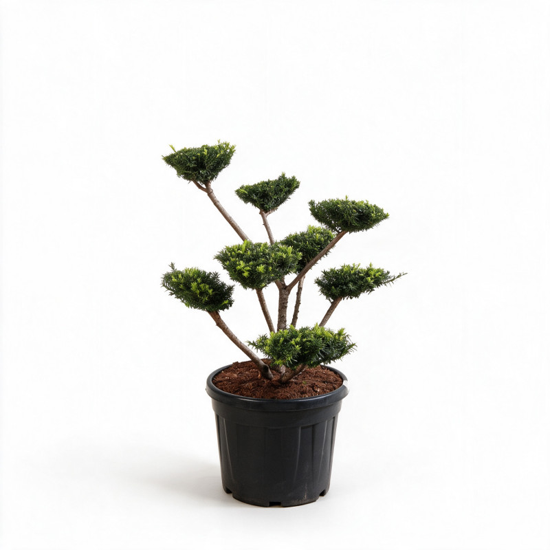 If Farmen - Taxus xmedia Farmen Bonsaï 80/100cm Pot 45L