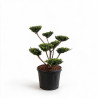 If Farmen - Taxus xmedia Farmen Bonsaï 80/100cm Pot 45L