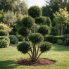 If Farmen - Taxus xmedia Farmen Bonsaï 80/100cm Pot 45L