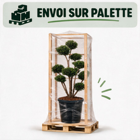If Farmen - Taxus xmedia Farmen Bonsaï 80/100cm Pot 45L