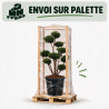 If Farmen - Taxus xmedia Farmen Bonsaï 80/100cm Pot 45L