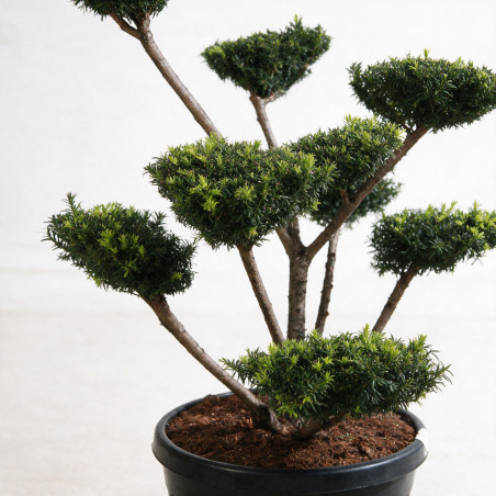If Farmen - Taxus xmedia Farmen Bonsaï 80/100cm Pot 45L