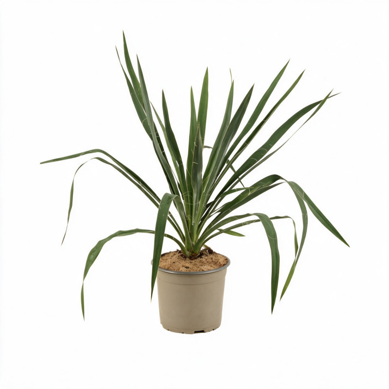 Yucca - Yucca filamentosa 40/60cm Pot 2L