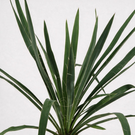 Yucca - Yucca filamentosa 40/60cm Pot 2L