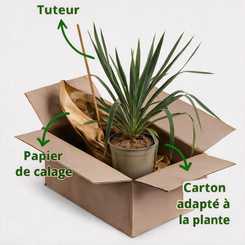 Yucca - Yucca filamentosa 40/60cm Pot 2L