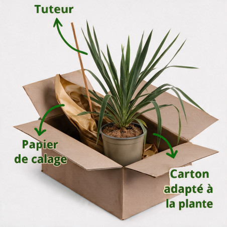 Yucca - Yucca filamentosa 40/60cm Pot 2L