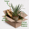 Yucca - Yucca filamentosa 40/60cm Pot 2L