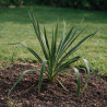 Yucca - Yucca filamentosa 40/60cm Pot 2L