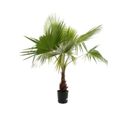 Palmier Washingtonia - Washingtonia robusta 150/170cm Pot 15L