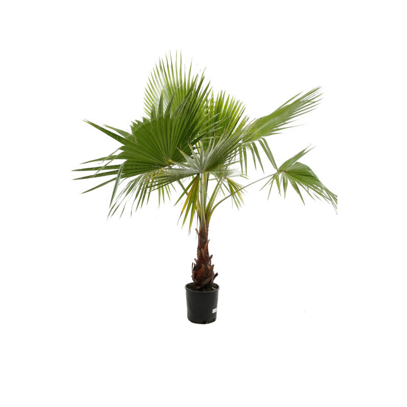 Palmier Washingtonia - Washingtonia robusta 150/170cm Pot 15L