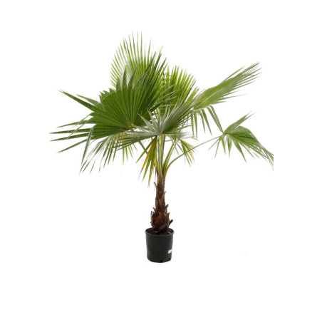 Palmier Washingtonia - Washingtonia robusta 150/170cm Pot 15L