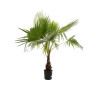 Palmier Washingtonia - Washingtonia robusta 150/170cm Pot 15L