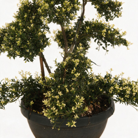 Houx - Ilex crenata Bonsaï 110cm Pot 8L