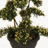 Houx - Ilex crenata Bonsaï 110cm Pot 8L