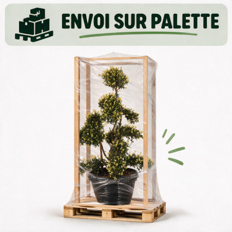 Houx - Ilex crenata Bonsaï 110cm Pot 8L