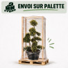 Houx - Ilex crenata Bonsaï 110cm Pot 8L