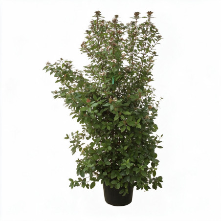 Laurier-tin - Viburnum tinus 175/200cm Pot 70L