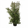 Laurier-tin - Viburnum tinus 175/200cm Pot 70L
